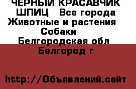 ЧЕРНЫЙ КРАСАВЧИК ШПИЦ - Все города Животные и растения » Собаки   . Белгородская обл.,Белгород г.